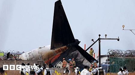 Did bird strike contribute to South Korea plane crash? What we know so far