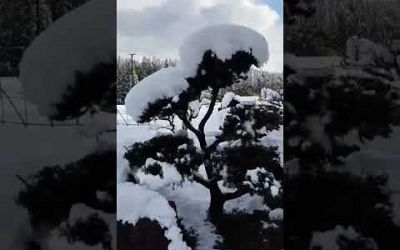 #japon #frio #samui #nieve #diversion #youtubeshorts #japon #shortvideo #tamil #srilanka #full