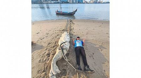 Dugong carcass a surprise find