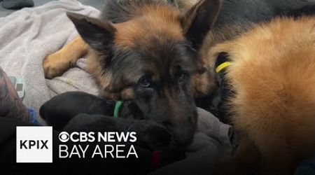 Dog that helped Bay Area whale-watching business go viral has 7 puppies