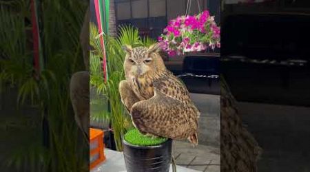 Owl #thailand #terminal21 #pattaya #mall #terminal21pattaya #birds