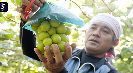 Shine-Muscat-Traube aus Japan: Sie glauben an diese Traube