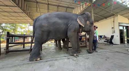 การถ่ายทอดสดของ พลายบัวบาน [ELEPHANT THAILAND]