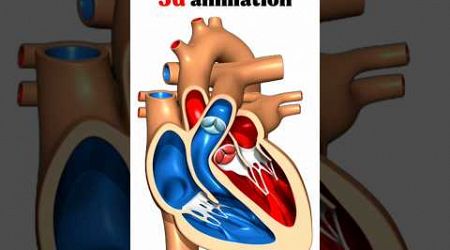 human heart 3d animation | #medical #animation #3d #short | learn Biology with Aliya