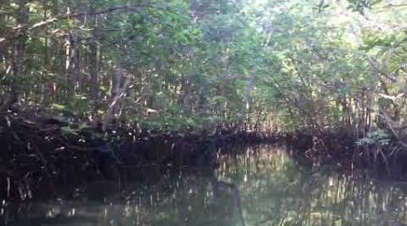 Phang Nga bay, amazing #mothernature #limestone cliffs #jungle #mangrove #jamesbond #islandlife