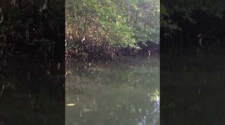 Phang Nga bay, amazing #mothernature #limestone cliffs #jungle #mangrove #jamesbond #islandlife