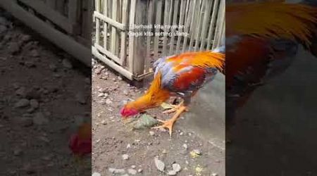 Kita seting ulang!! #binatang #shorts #fyp #bangkok #aseel #funny #reels #ayam #chicken #bird