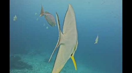 Bat fish scuba diving Koh Bon Similan Phuket Thailand