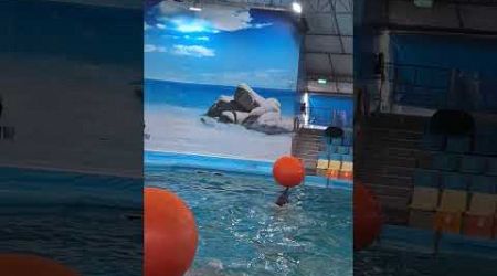 Dolphin bay in Phuket #dolphin #show #cute