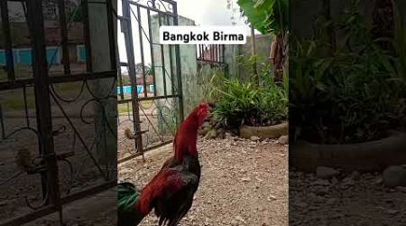 Update anakan Birma sekarang usia 5 bulanan....#bangkok..#ayambangkok ..#ayambangkokindonesia