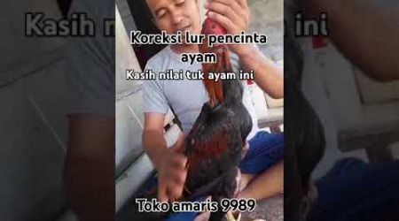 Ternak ayam bangkok!!!! Toko amaris 9989