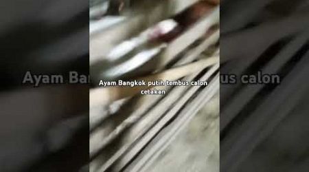 Ayam Bangkok putih tembus