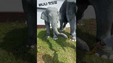 코끼리 먹이주기#elephant #먹이주기체험 #shorts #phuket #cute #feeding