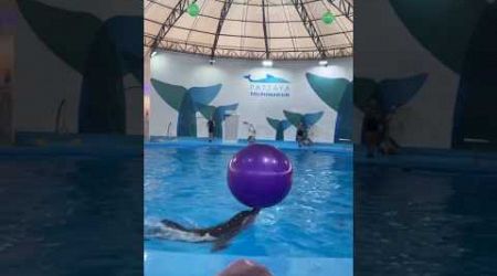 Close Encounters with Dolphins in Pattaya | Dolphinarium | Pattaya | Shorts #dolphinarium