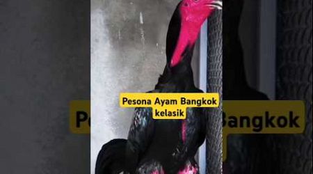 Pesona Ayam Bangkok Kelasik#ayambangkokindonesia