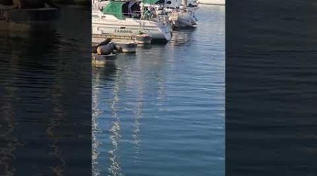 #santamonica pier #losangeles #seals among yachts