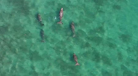 Raft of new measures to save dugongs