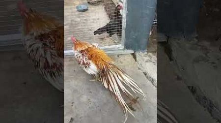 Jenis ayam Bangkok ekor lidi #subscribe #rooster #trending #youtubeshorts #shorts