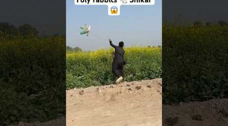 Shikar rabbits 