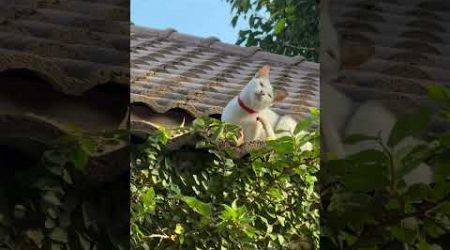 CUTE CAT IN THE ROOF OF OUR RENTED KOH SAMUI RESORT #youtubeshorts