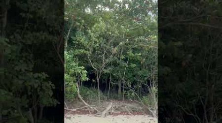 #Mangrove #island #phuket # viral