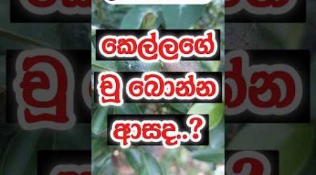 ඔය එක්ට ආස්ද 