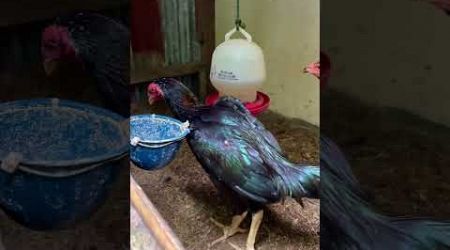 Adopsi ayam bangkok klasik #ayam #ayambangkokindonesia #bangkok