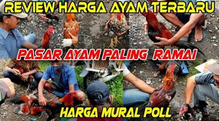 Pasar Ayam yang Selalu Ramai Banyak Pilihan | Cuma disini Harga Ayam Bangkok Paling Murah