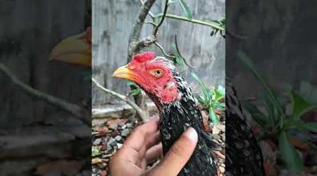 Jenis ayam Benita Bangkok #subscribe #rooster #trending #youtubeshorts #shorts