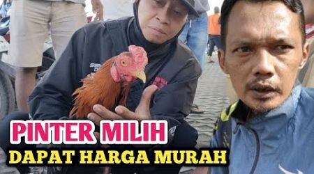 pinter milih ayam Bangkok di pasar dapat harga murah - kandang biru ABG