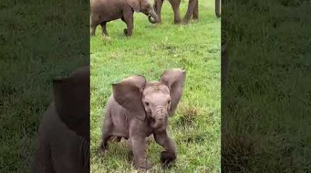 Baby elephant run #babyelephant #elephant #wild#wildanimal #adorable #cute #travel #youtubeshorts