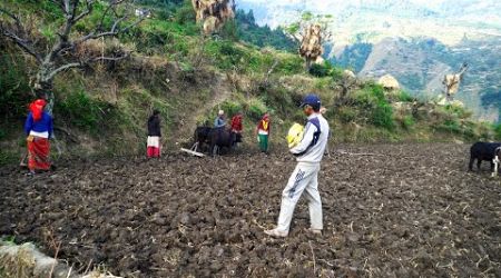 dharme family farming in the village || rural Nepal and villagers lifestyle || Rural Nepal ||