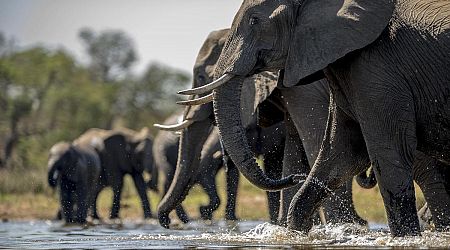 Muere una turista española atacada por un elefante en Tailandia