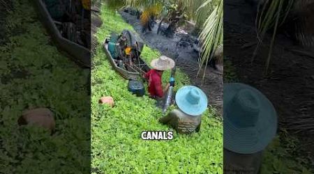 How Thailand’s farmers clear canals? #shorts