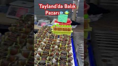 Tayland’da Balık Pazarı