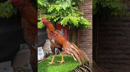 Nakula Ayam Bangkok Klasik Aditya Farm 99