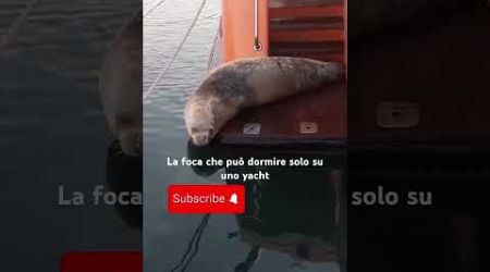 La foca che può dormire solo su uno yacht