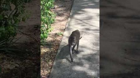 Monkeys in Phang Nga