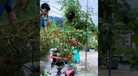 Wow tomatoes #tomato #tomatoes #rurallife #plantingtips #gardening #agriculture #lifestyle