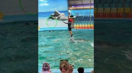 Dolphin show phuket #thailand #phuket #dolphins #dolphinshow