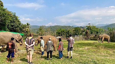 Unglück in Elefantencamp: Elefant tötet in Thailand spanische Touristin