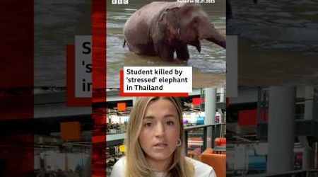 &#39;Stressed&#39; elephant gores Spanish tourist to death in Thailand. #Thailand #Elephant #Shorts #BBCNews