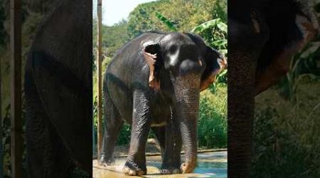 Phuket elephant care (Naithon Camp) #phuketelephantcare #elephant #phuketthailand #ช้างภูเก็ต