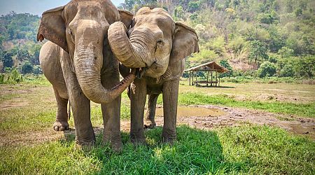 Spanish tourist killed by ‘panic-stricken’ elephant at Thai sanctuary