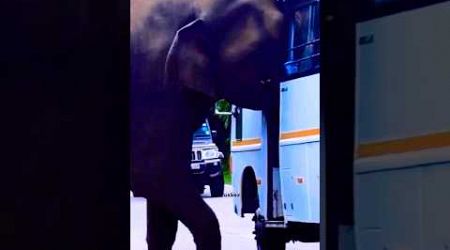 Fierce Elephant Attack The Bus ☠️ #trending #animation #education