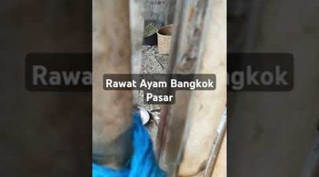 Rawat ayam Bangkok pasar #ayam #pasarayambangkok #ayambangkok #ayambangkokimport #ayamkampung