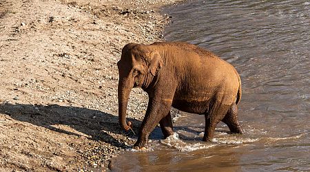 Tourist killed by elephant while she was bathing animal at sanctuary