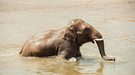 Tourist Killed While Bathing Elephant at Thai Center