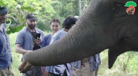 Walk into the jungle with elephants - samui elephant spa