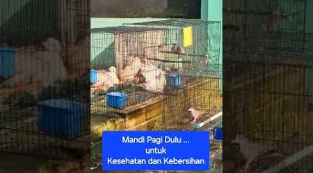 Puter Pelung dan Perkutut Bangkok mandi pagi untuk kesehatan dan kebersihan